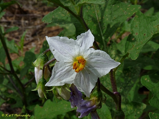 {Solanum carolinense}